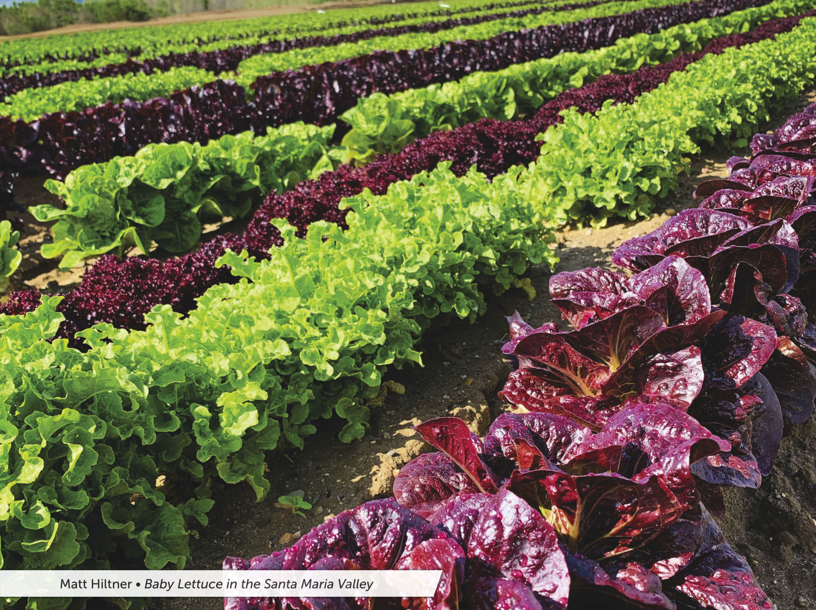 2020 SBC Farm Bureau calendar 10.jpg